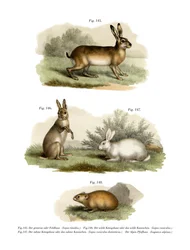 Hare, 1860